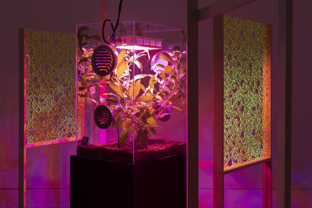On top of a black pedestal, a glass box with metal vents houses a large jasmine plant bathed in pink light. On either side, a rectangle of semi-transparent sheet with a green maze structure is held up by unfinished wood.